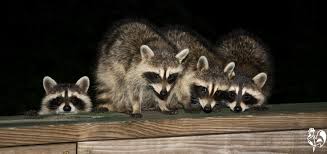 Create a barrier by spreading a granular raccoon repellent around the garden. Raccoon Facts 14 Tips To Protect Your Chickens From Attack