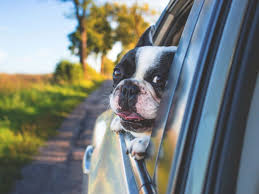 Maybe you would like to learn more about one of these? Garde D Animaux Pendant Vos Vacances A Quel Prix Challenges