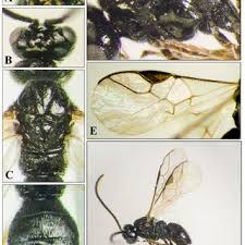 Image result for Triaspis dumeticola