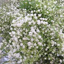 Check spelling or type a new query. Baby S Breath Plants Babys Breath Front Yard