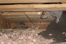 Squirrel Nest In Attic Nest Of Baby Squirrels