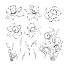 Collection of 30 minimalistic photos, which you can use for your blog, instagram, website or other social media. Set Of Line Drawing Narcissus Daffodils Blossom Bundle Black Flowers Isolated Over White Flowers Contour Collection Vector Illustration Stock Vector Adobe Stock