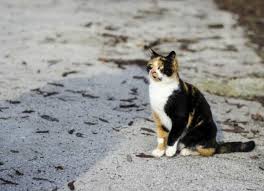 Last month we moved about a mile & a half away from our old house we had lived in for the last 5 years. How To Find A Lost Cat Petmd