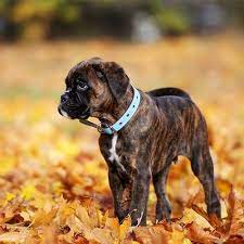 Want to buy a puppy? Boxer Pdsa