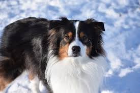 Mini australian shepherd puppies for sale near me. How Much Do Australian Shepherds Cost 4 Reasons Why