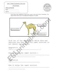 Litres) of water at one drinking session! English Worksheets Camel Adaptation