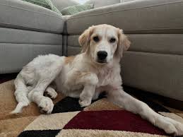 Lauren — Fetch Wisconsin Rescue