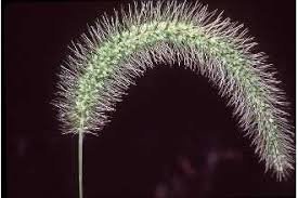 Image result for Setaria grandis