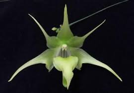 Image result for Aeranthes africana