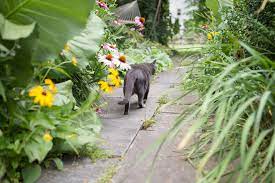 You may already have a fence and are finding it to be no help in keeping cats away from plants. How To Keep Cats Out Of The Garden David Suzuki Foundation