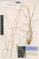 Image result for Aristida stipoides