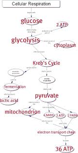 Answer Key Cellular Respiration Concept Map Teaching