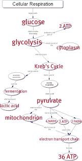 answer key cellular respiration concept map teaching