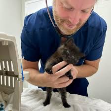 Adopted by Meredith, October 2024 Name: Fern Sex: Spayed Female Age: @1  year (as of September 2024) Foster: Lindsey Photo taken: September 2024  Description: Look at little Fern! Fern came from a