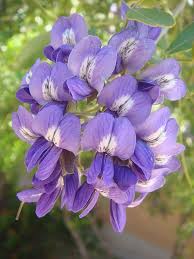 Mountain laurel is also called ivybush, calico bush, sheep laurel, lambkill, clamoun, and spoonwood (native americans used to make spoons from. How To Grow Texas Mountain Laurel Seeds