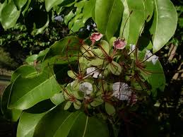 Image result for Intsia