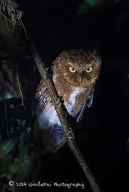 Hantu tanpa kepala di sungai. 8 Jenis Burung Hantu Asal Indonesia Yang Dapat Dipelihara