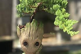Mau Sesuaikan Ukuran Tanaman Bonsai Ini Langkah Yang Dapat Dilakukan Semua Halaman Idea