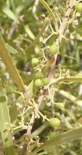 Image result for Gymnosporia