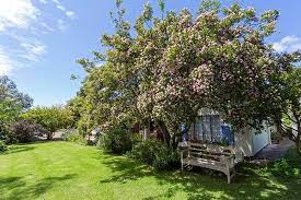 Colorful pom pom yarn made christmas green tree with snow on white background. Pom Pom Tree In Bloom Picture Of Cornerway House Plettenberg Bay Tripadvisor