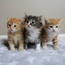 Jouet Pour Chat Pas Cher Animals Cute Cats Cat Aesthetic