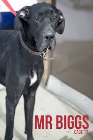 Founddog 3 4 14 Canton Oh Stark County Dog Warden Mon Tue Thu Fri Sat 10 00 A M 4 00 P M Wednesd Losing A Dog Great Dane Dogs Pet Adoption