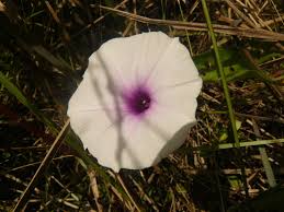 Image result for Ipomoea tenuirostris