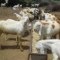 Sojat kids ki patti.6500 me for sale. Sojat Goat Sojat Goats Suppliers Sojat Goat Selling Companies