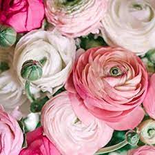 Amazon Com Ranunculus Ranunculus Garden Persian Buttercup Flower Dictionary
