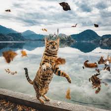 Here you can find the best 1920x1080 cat wallpapers uploaded by our community. Pin By Decohouse On çŒ«çŒ« Adventure Cat Pets Cats Cat Personalities