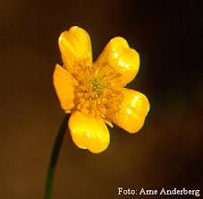 Kuvahaun tulos haulle revsmörblomma