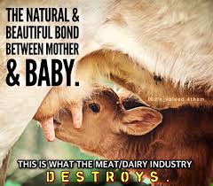 Pin By Lori Lynn On Factory Farming Global Warming Vegan Animals Animal Help Respect Life