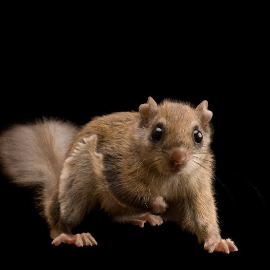 Flying squirrels, facts and photos