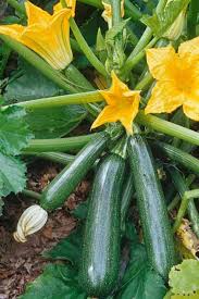 So when is zucchini ready to pick? Troubleshooting Your Vegetable Garden Zucchini Plants Growing Vegetables Growing Zucchini