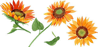 New users enjoy 60% off. How To Draw A Sunflower Easily Adobe
