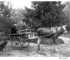 A moose being used in horse trot racing ...