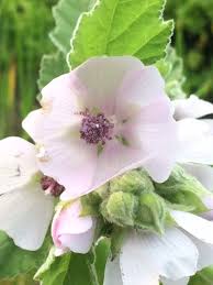 Marsh Mallow 9cm Pots Althea Officinalis Uk Delivery Naturescape Mallow Pink Flowers Plants