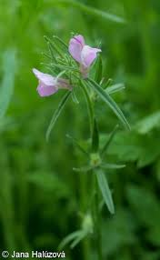 Image result for Misopates