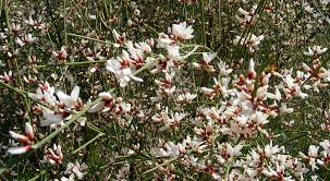 Image result for Retama monosperma