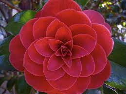 Morning Name Camellia Camellia Flower Flowers Winter Plants