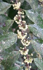 Image result for Casearia runssorica