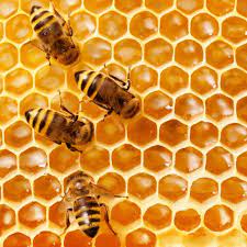 Madu lebah asli juga dipanggil sebagai madu biasa. 4 Manfaat Makan Honeycomb Bagi Kesehatan