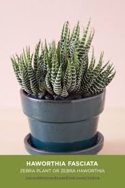 Haworthia cooperi care tips light & temperature. Haworthiopsis Fasciata Zebra Plant Succulents And Sunshine Succulent Garden Indoor Zebra Plant Succulents Indoor