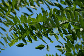 Image result for Styphnolobium