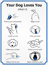 8 Signs That Shows Your Dog Loves You A Lot Https Notjustforpets Com Pages Dogs Dog Body Language Dog Love I Love Dogs