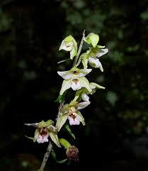 Image result for Epipactis africana