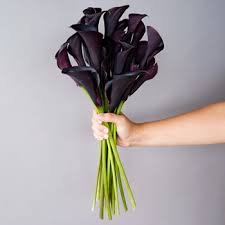 The plum flower retail selection includes many commonly prescribed formulas for acute and chronic conditions, addressing seasonal complaints. Black Flowers Fiftyflowers