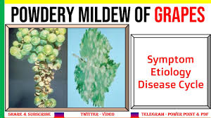 Being true bugs, spotted lanternflies molt to progress between stages. Powdery Mildew Of Grapes Symptom Etiology Disease Cycle Erysiphe Necator Phv Youtube