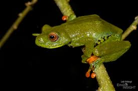 Image result for Struthiola rhodesiana