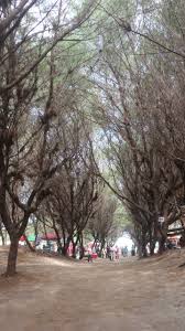 Maybe you would like to learn more about one of these? Pantai Cemara Sewu Tts